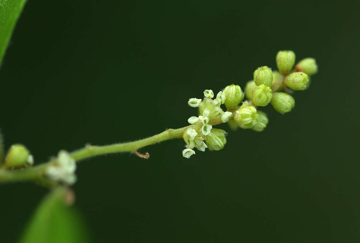 Image of Hymenocardia