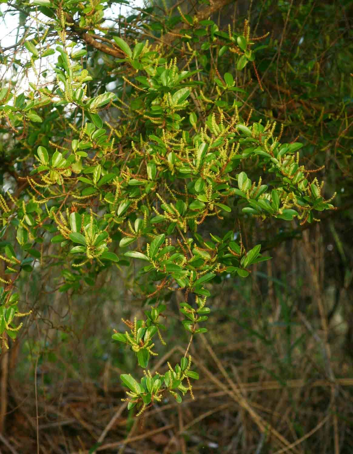 Image of chinalaurel