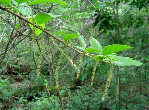 Image of Antidesma vogelianum Müll. Arg.