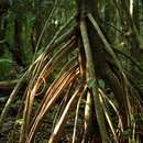 Image of Stilt-root mahobohobo