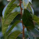 Image of Rare forest bridelia