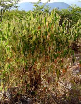 Image de Croton gratissimus Burch.