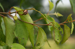 Plancia ëd Croton longipedicellatus J. Léonard