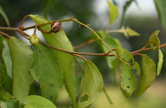 Plancia ëd Croton longipedicellatus J. Léonard