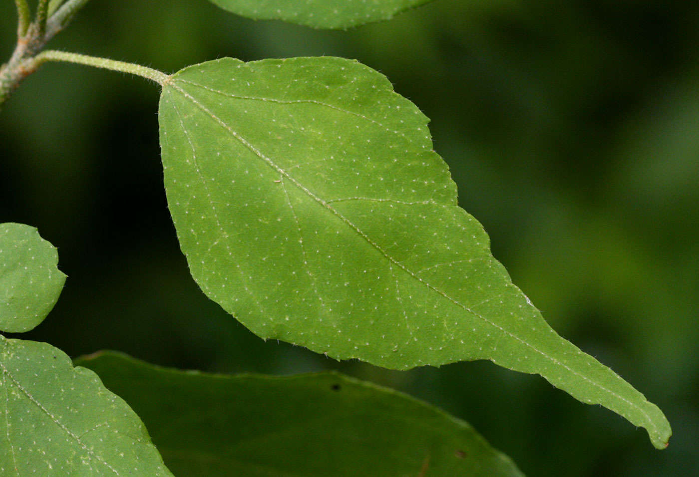 Plancia ëd Croton longipedicellatus J. Léonard