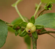 Plancia ëd Croton longipedicellatus J. Léonard