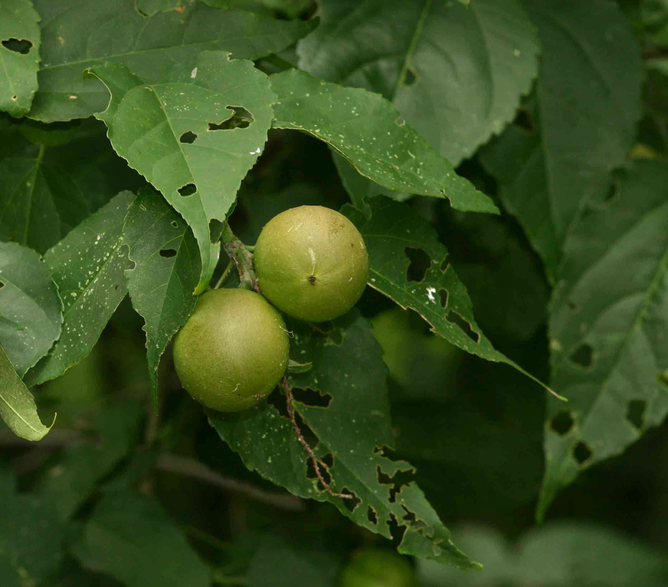 Image of Feverberry