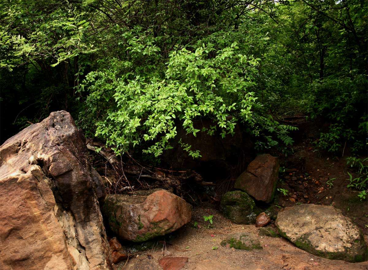 Image of Rough-leaved croton