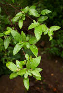 Image of Rough-leaved croton