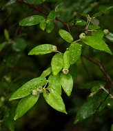 Image of Rough-leaved croton