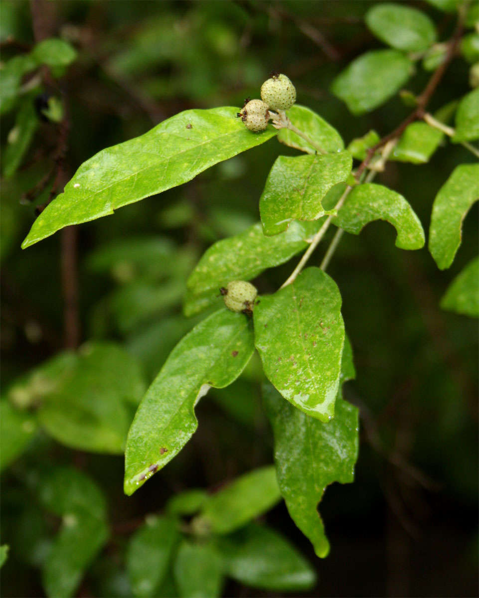 Image of Rough-leaved croton