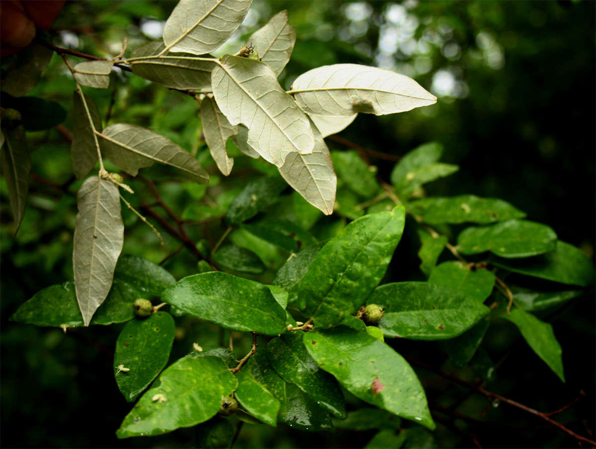 Image of Rough-leaved croton