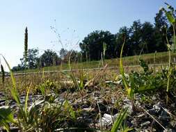 Image of witch grass