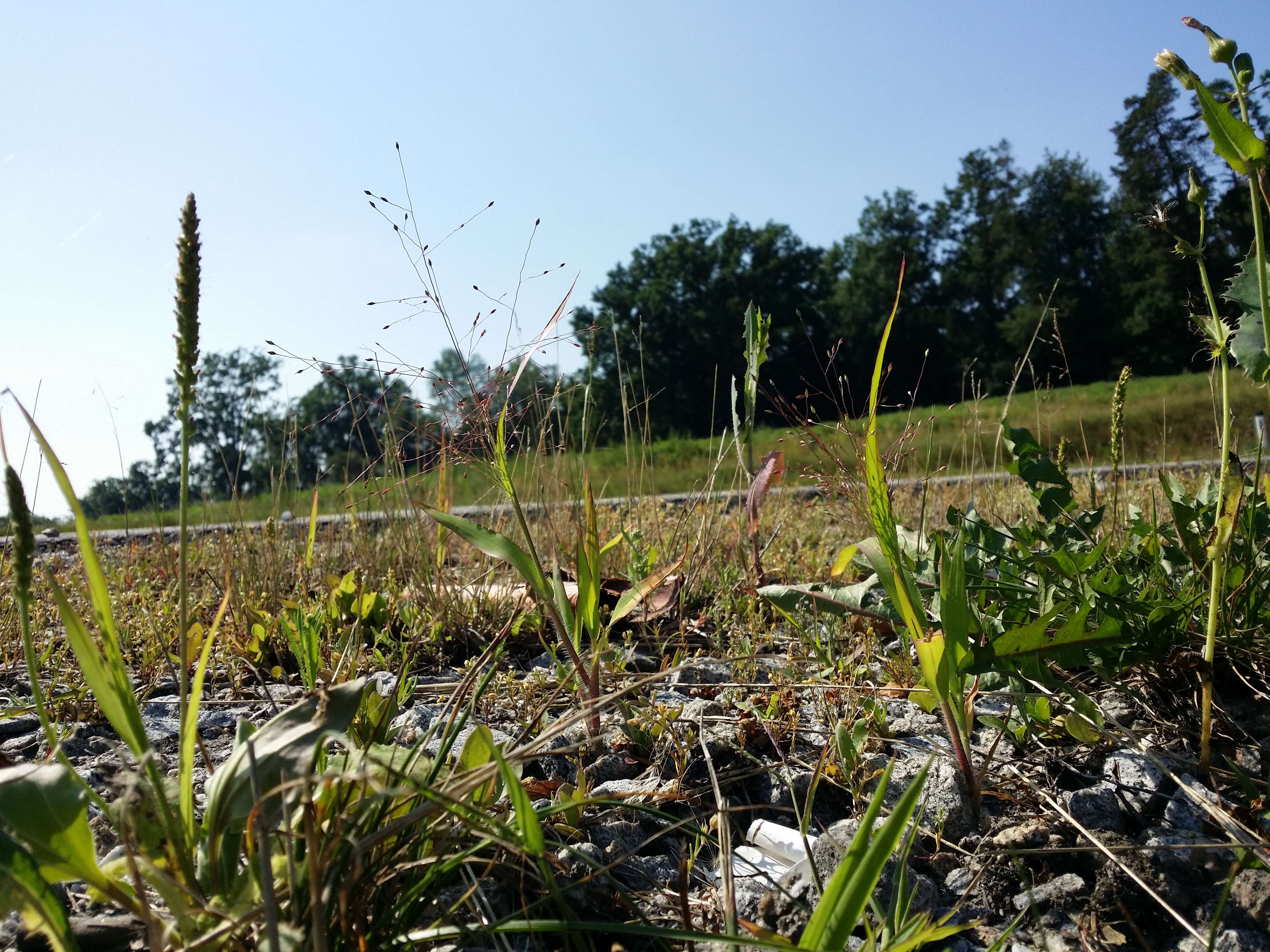 Imagem de Panicum capillare L.