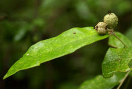 Image of Rough-leaved croton