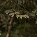 Image of Tannodia swynnertonii (S. Moore) Prain