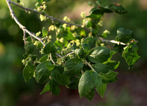 Слика од Erythrococca