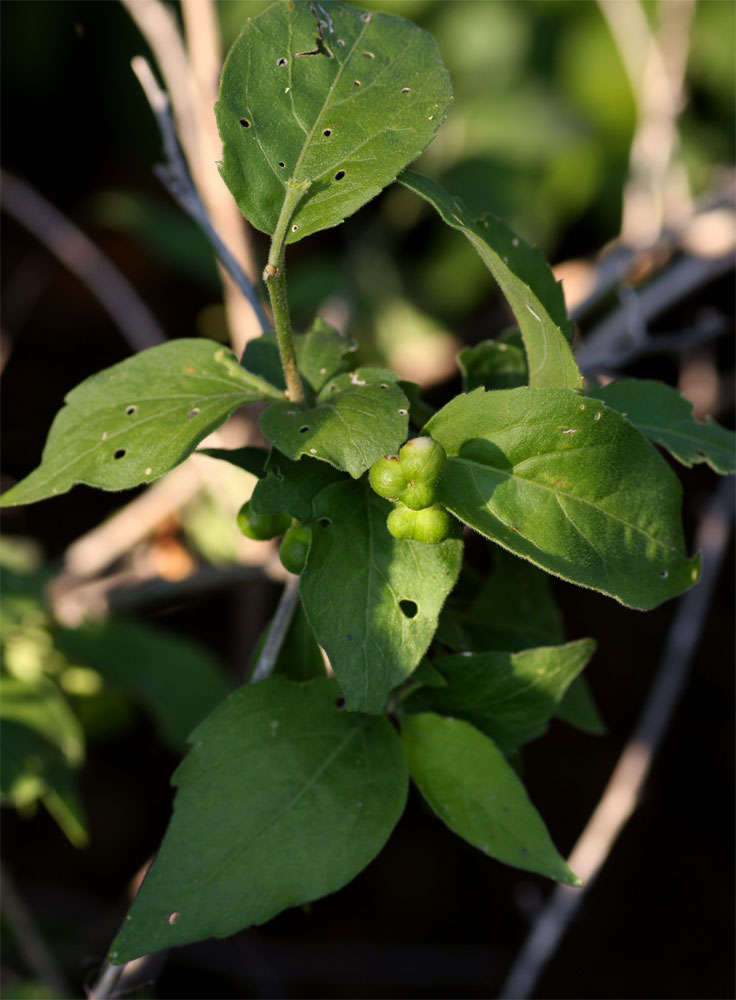 Sivun Erythrococca kuva