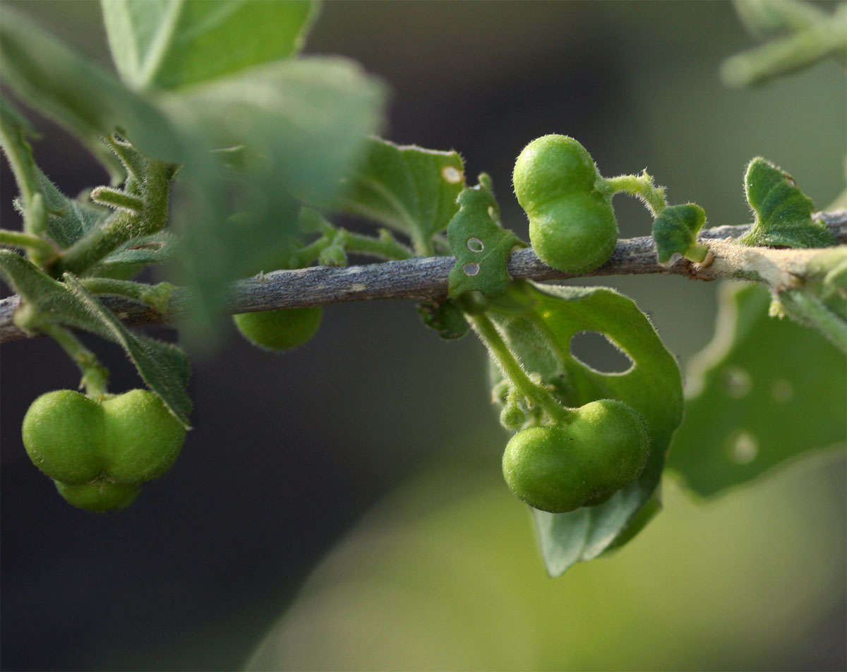 Sivun Erythrococca kuva