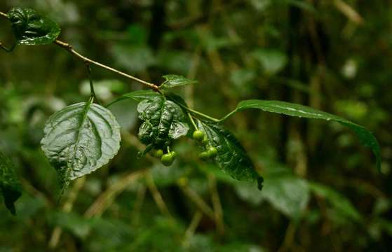 Erythrococca polyandra (Pax & K. Hoffm.) Prain resmi