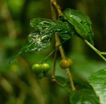 Erythrococca polyandra (Pax & K. Hoffm.) Prain resmi