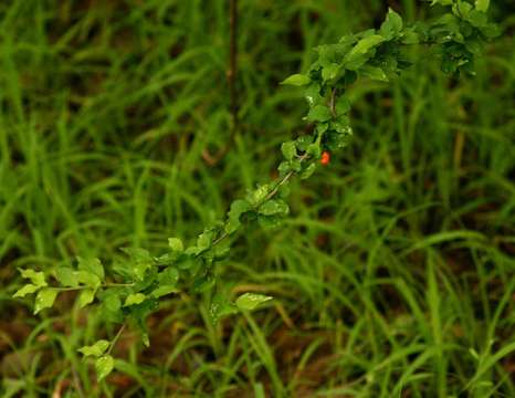 Sivun Erythrococca trichogyne (Müll. Arg.) Prain kuva