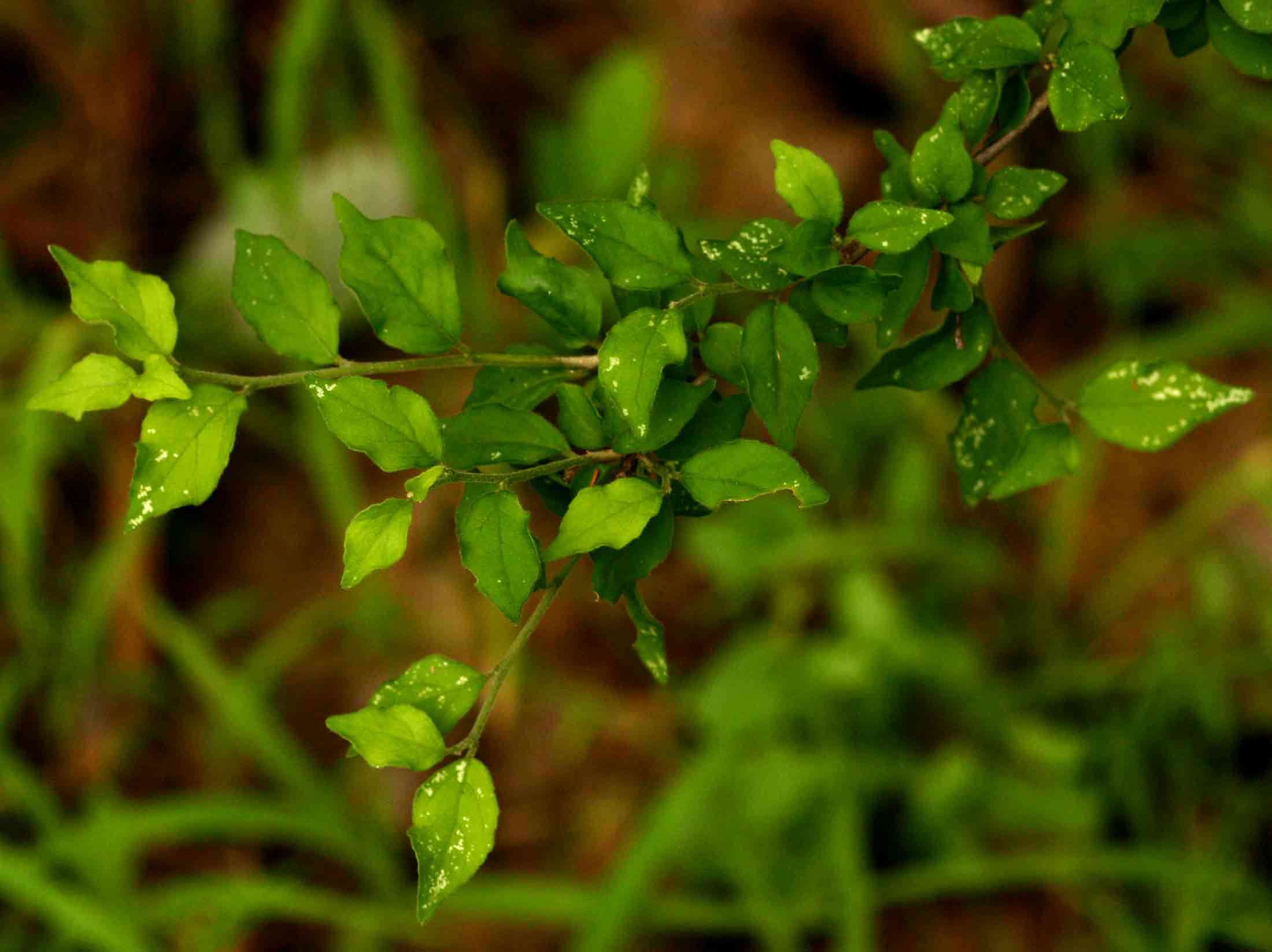 Erythrococca trichogyne (Müll. Arg.) Prain resmi