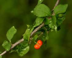 Erythrococca trichogyne (Müll. Arg.) Prain resmi