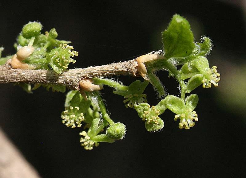 Erythrococca trichogyne (Müll. Arg.) Prain resmi