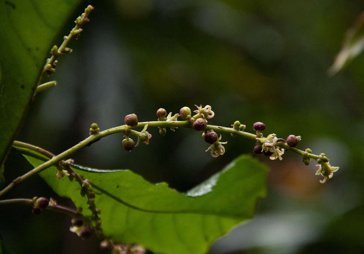 Image of Argomuellera