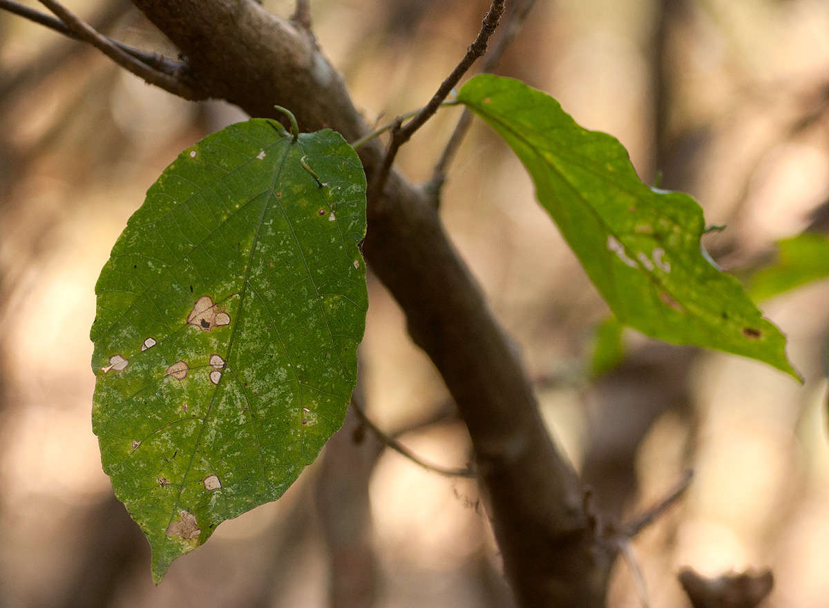 Image de Alchornea