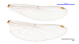 Image of Terrestrial Evening Darner