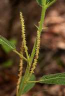 Acalypha allenii Hutch.的圖片