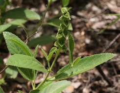 Acalypha allenii Hutch.的圖片