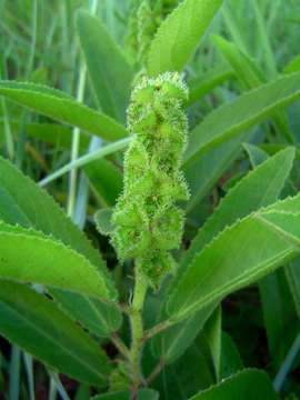 Image of Acalypha allenii Hutch.