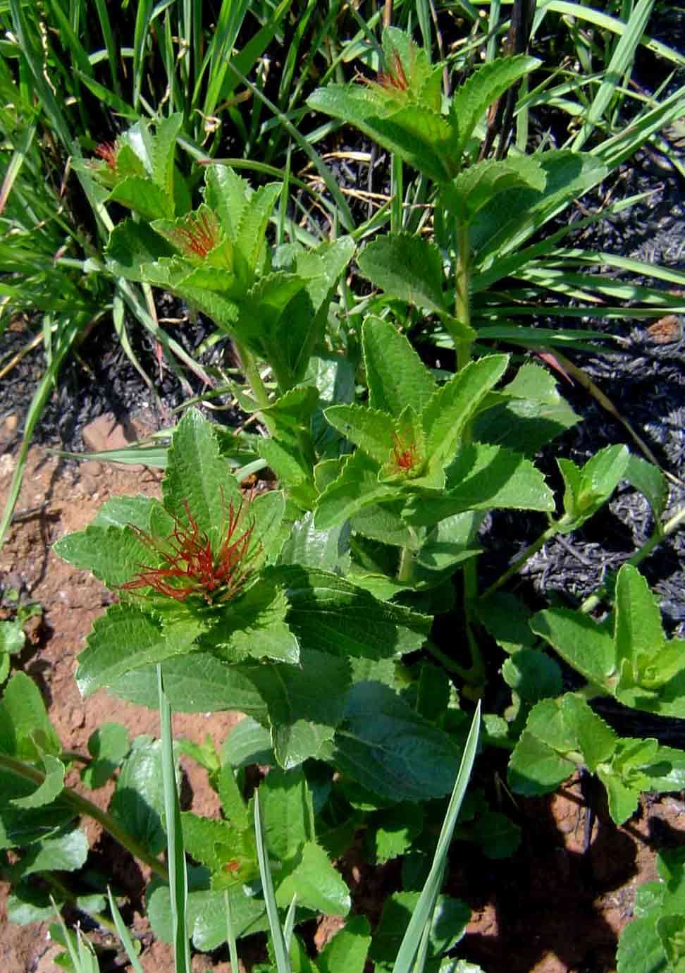 Acalypha caperonioides Baill.的圖片