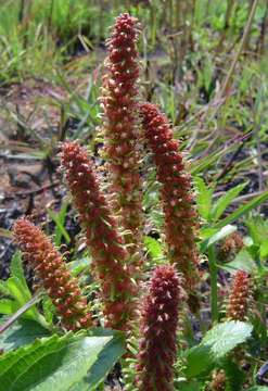 Acalypha caperonioides Baill. resmi