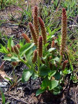 Acalypha caperonioides Baill.的圖片