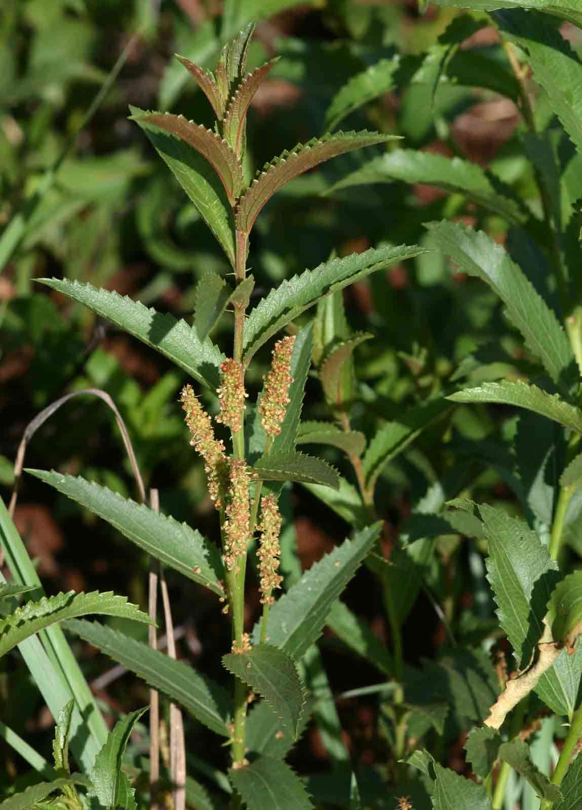 Acalypha caperonioides Baill.的圖片