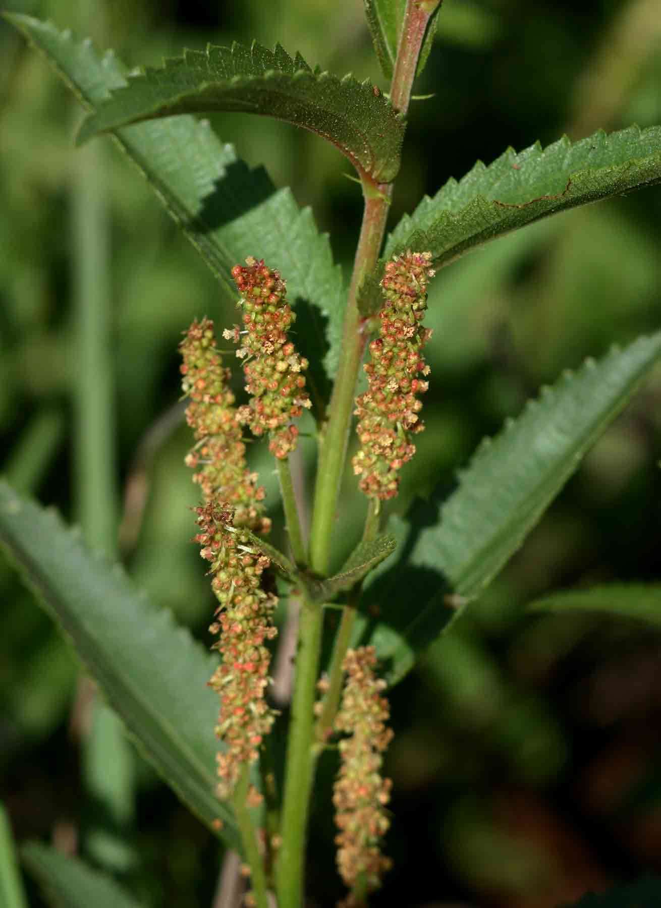 Image of Acalypha caperonioides Baill.