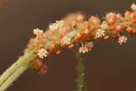 Image of False-Nettle Bush