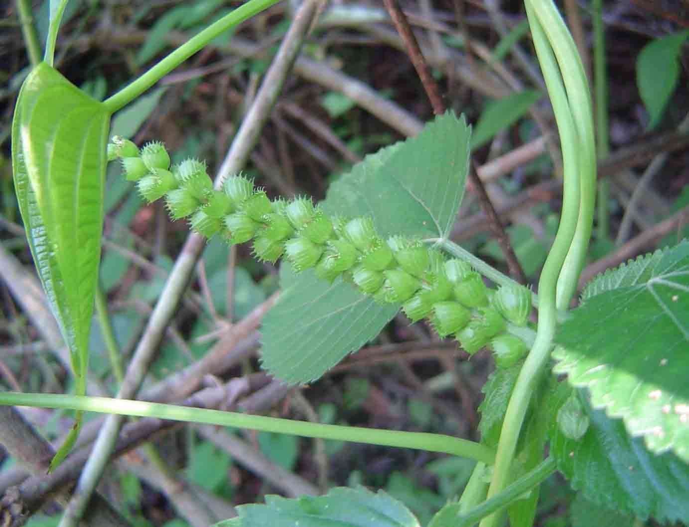 Acalypha chirindica S. Moore的圖片