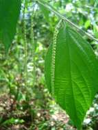 Image of Understorey false-nettle