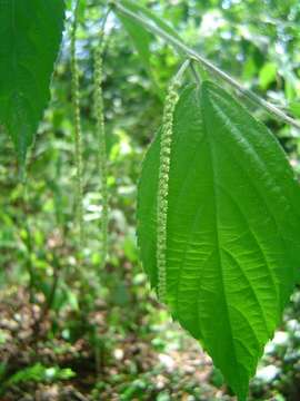 Image de Acalypha chirindica S. Moore