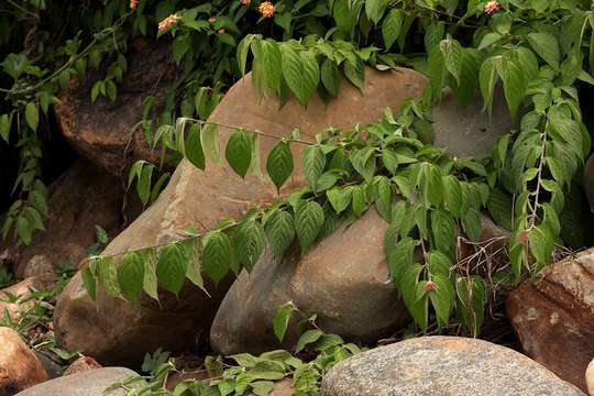 Image de Acalypha chirindica S. Moore