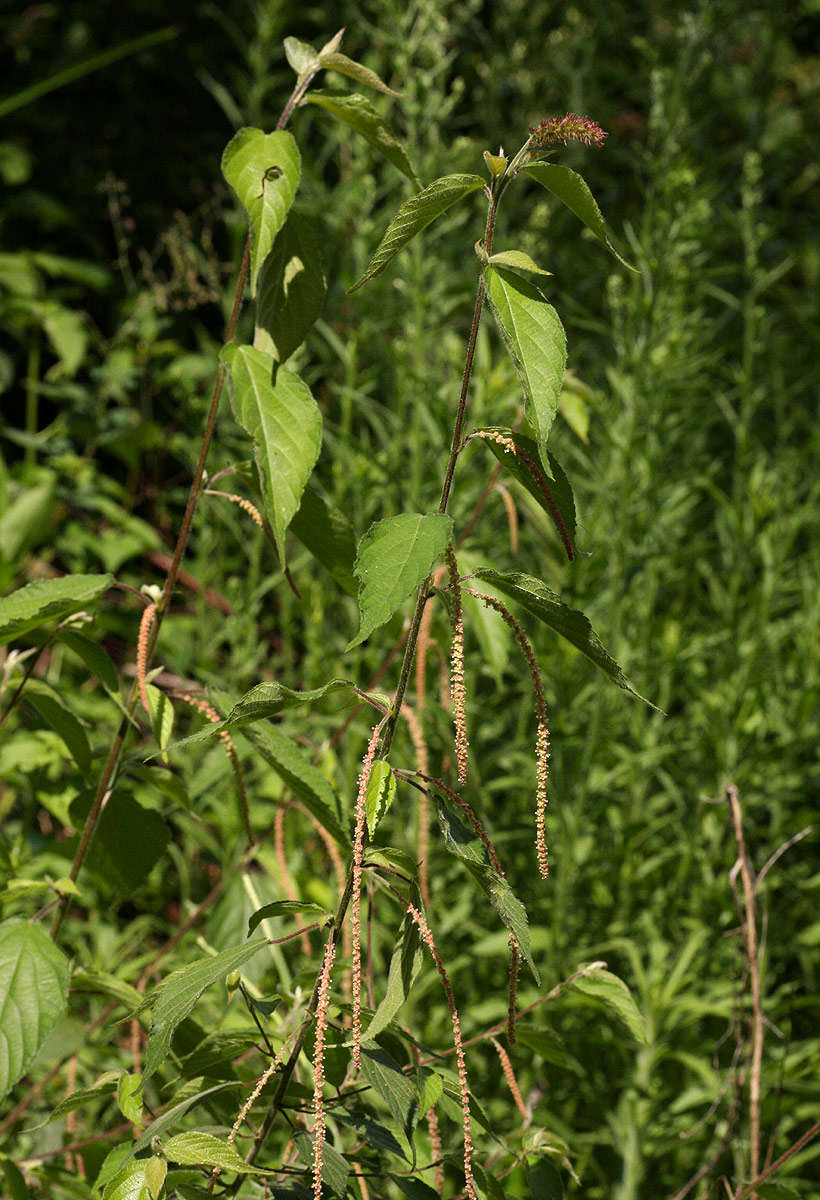 Acalypha chirindica S. Moore的圖片