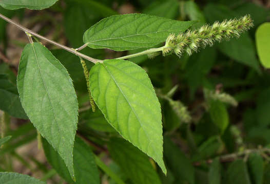 Image de Acalypha chirindica S. Moore