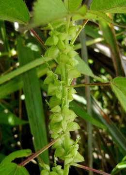 Image of Acalypha fimbriata Schumach. & Thonn.