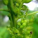 Plancia ëd Acalypha fimbriata Schumach. & Thonn.