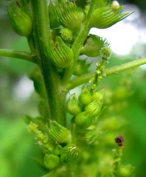 Plancia ëd Acalypha fimbriata Schumach. & Thonn.